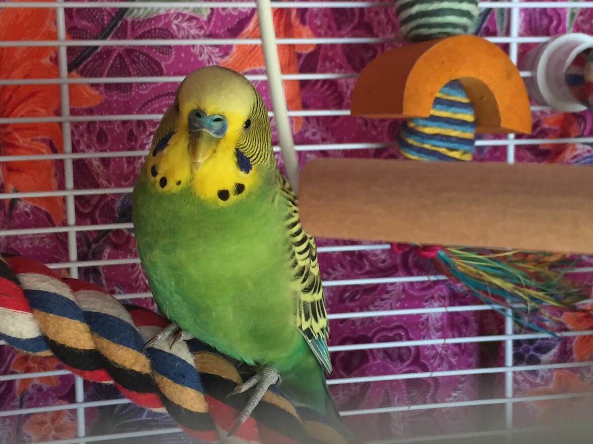 Источник фото: cbc.ca