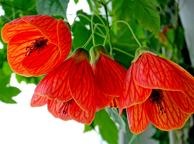 Абутилон или комнатный клен