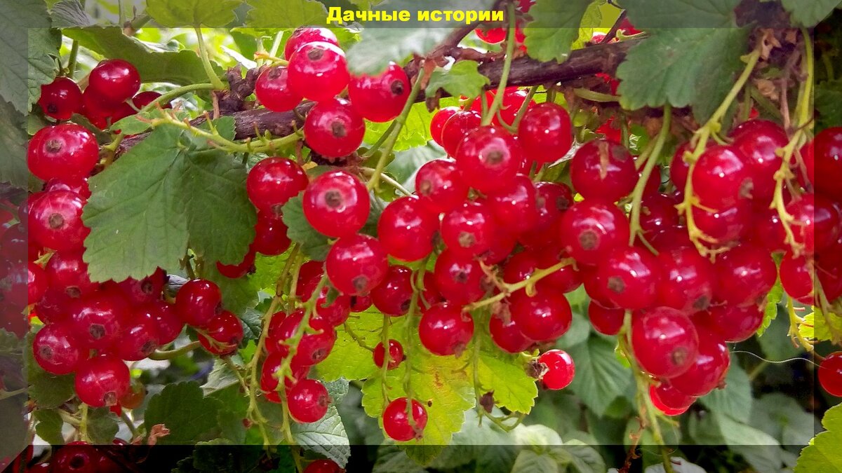 https://vk.com/photo-159774511_457242136