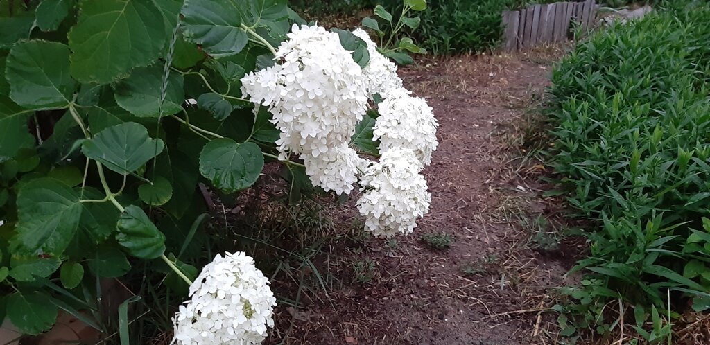 Гортензия древовидная