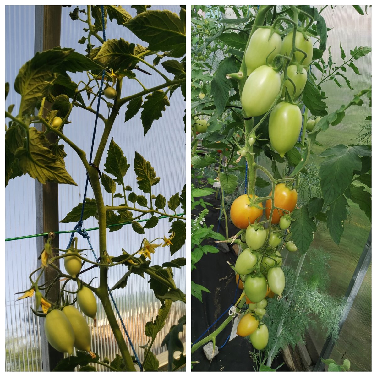 скороспелые томаты. томат агрос хит f1 отзывы характеристика. томат ниагара. томат агрос розелла f1. томат агрос хит f1.