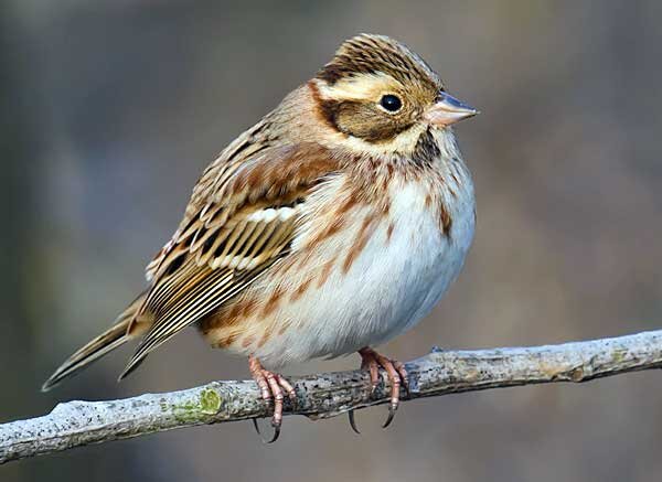Источник фото: shanghaibirding.com