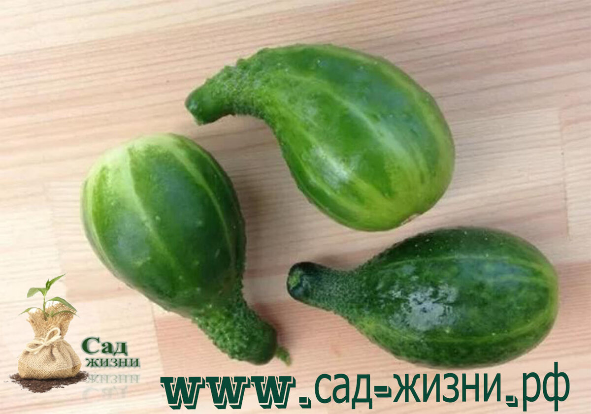 Огурец расширен на кончике - не хватает калия.