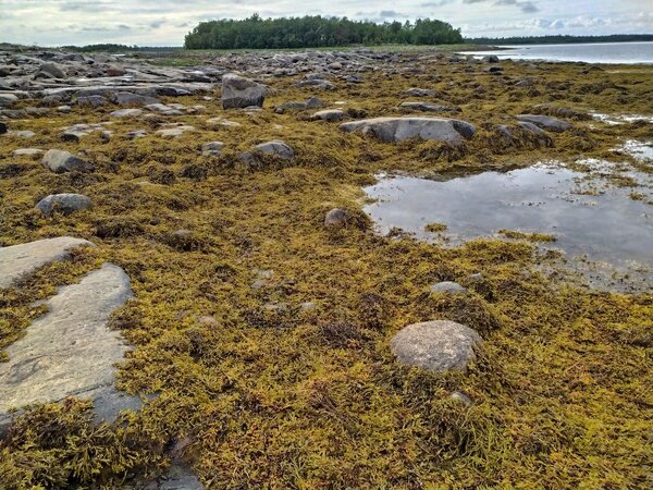 Кандалакшская губа Белого моря: няша, гигантские грибы и уединенность