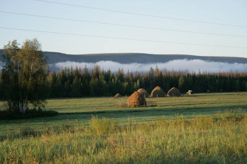 Якутия поле. Саха Алаас. Якутский Алаас. Природа Алаас. Природа Якутии лето.