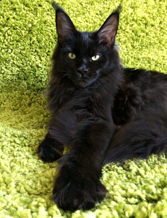 Котенок из питомника Adamand-coon.