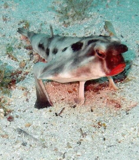 Рыба летучая мышь