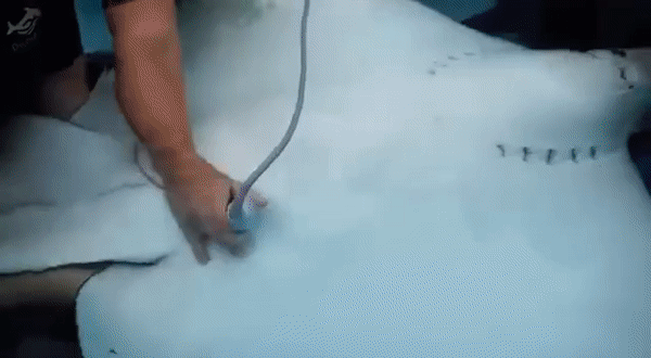 Живородящая самка