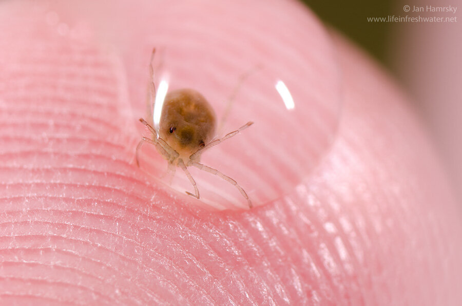 https://lifeinfreshwater.net/water-mites/