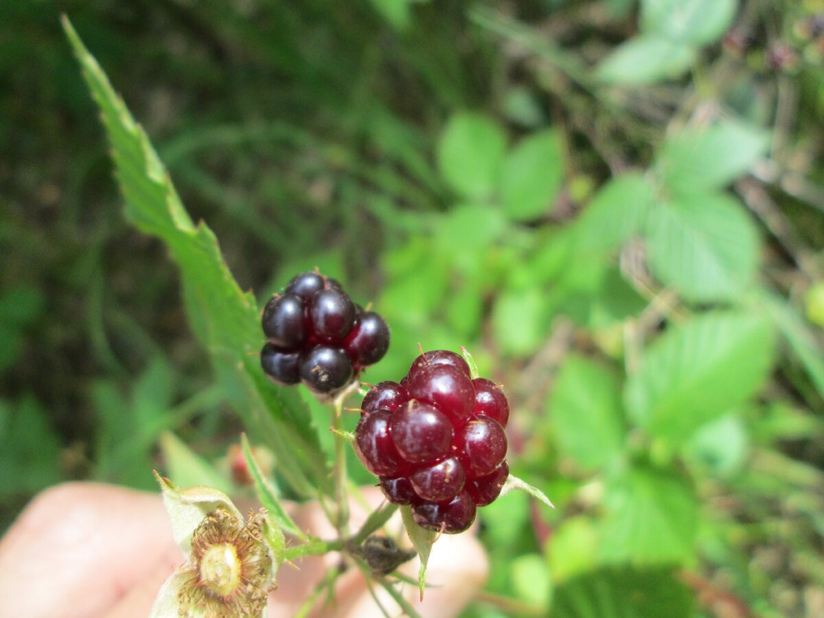 Северная ягода куманика