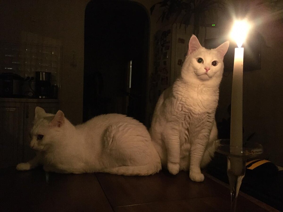 Ужин при свечах у Беляшей