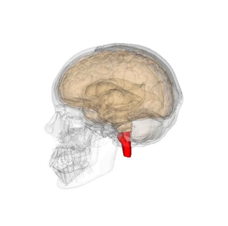 Автор: Images are generated by Life Science Databases, источник: https://commons.wikimedia.org/w/index.php?curid=7824094