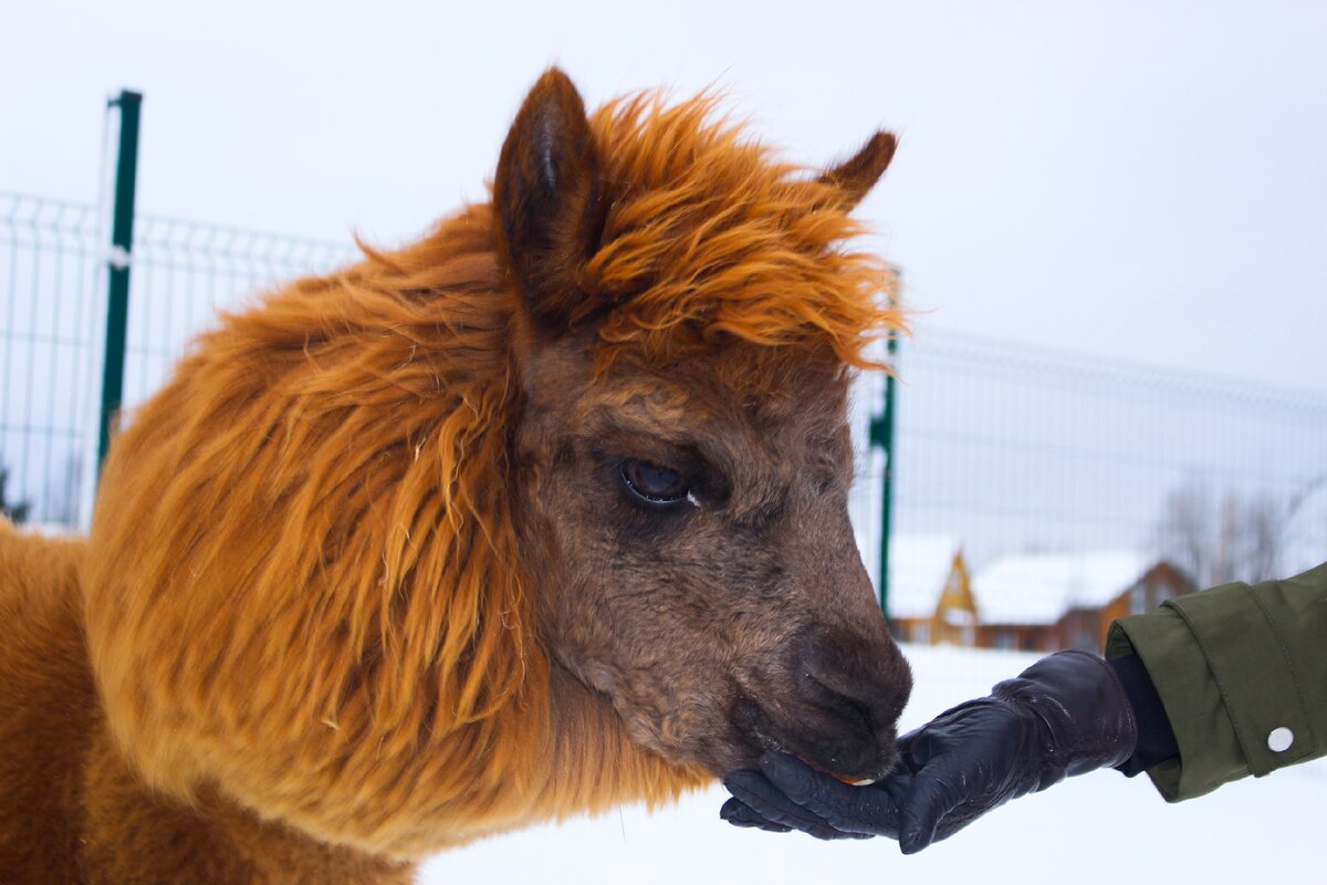 Ну прелесть же? Фотография автора