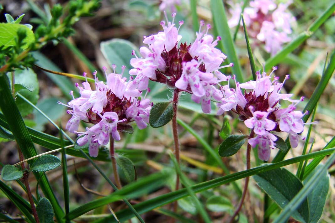 ТИМЬЯН ПОЛЗУЧИЙ (ЧАБРЕЦ) Фото с сайта herbai-grass.com