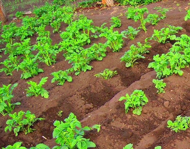 Фото моё. Видно, что сорняков нет.