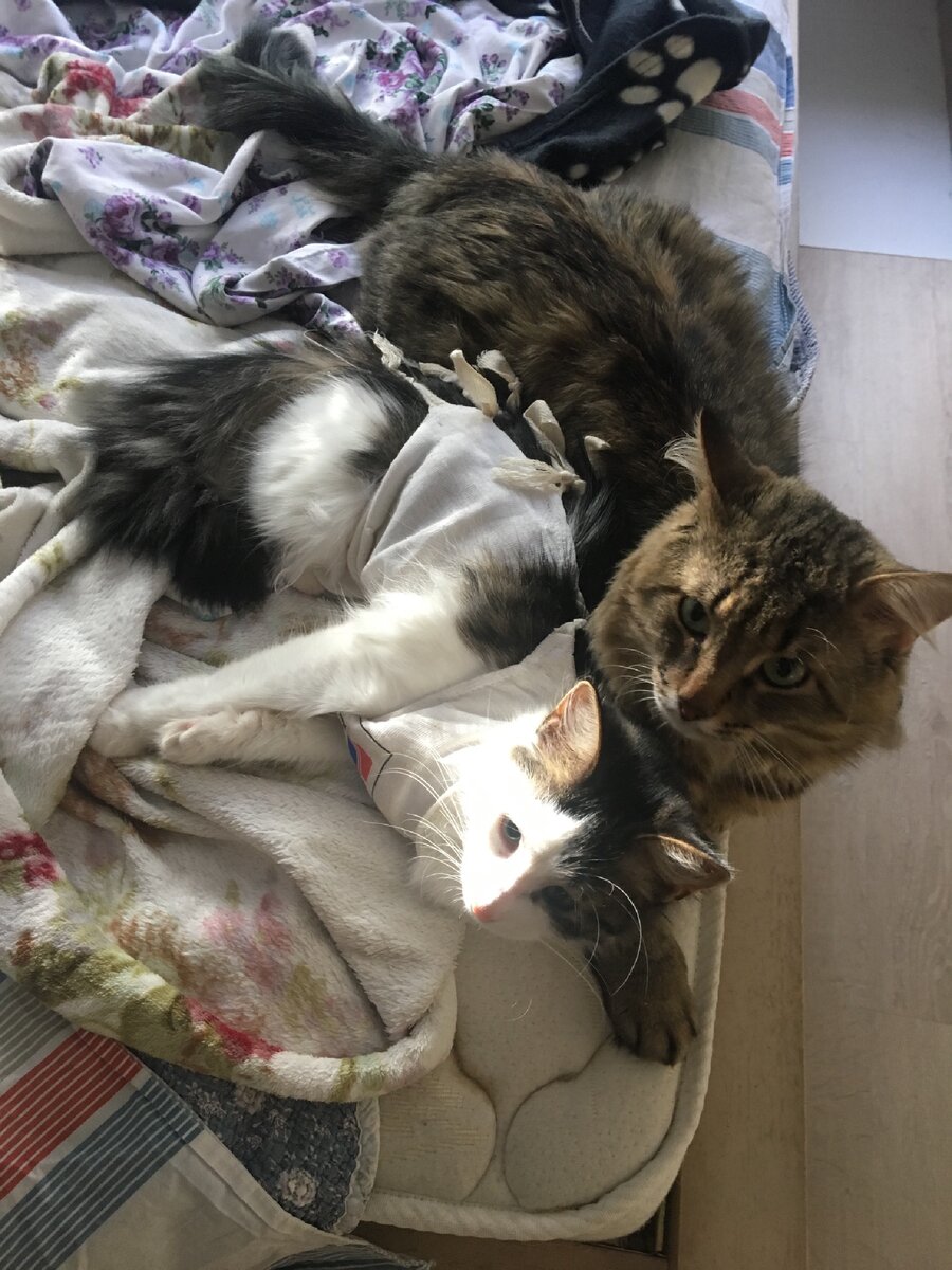 Худенькие и вечно голодные