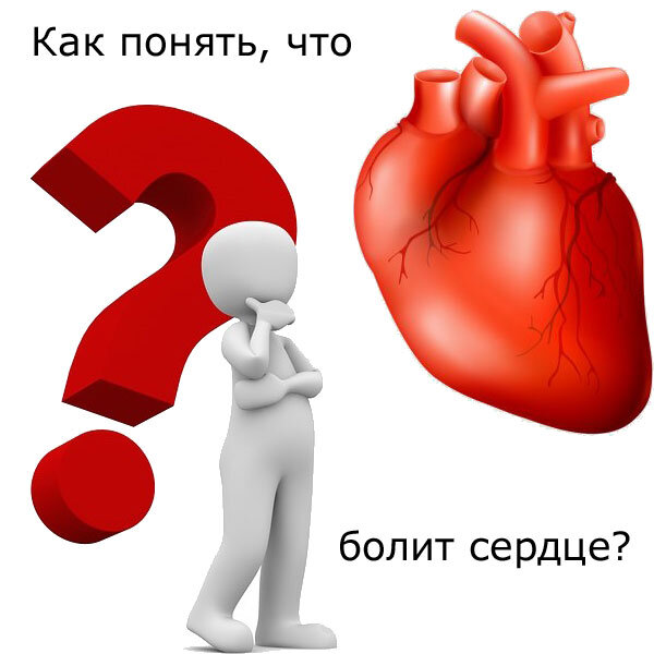 Сердце в организме человека