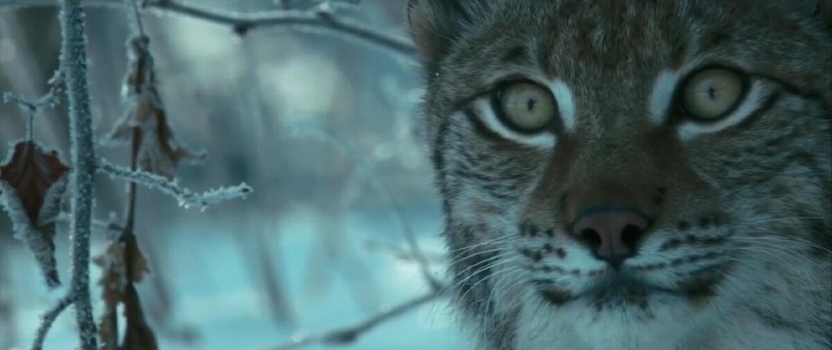 Рысь в естественной среде обитания 