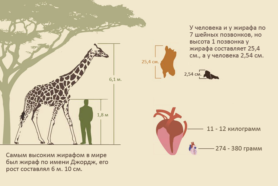 Немного об анатомии жирафа в сравнении с человеком.