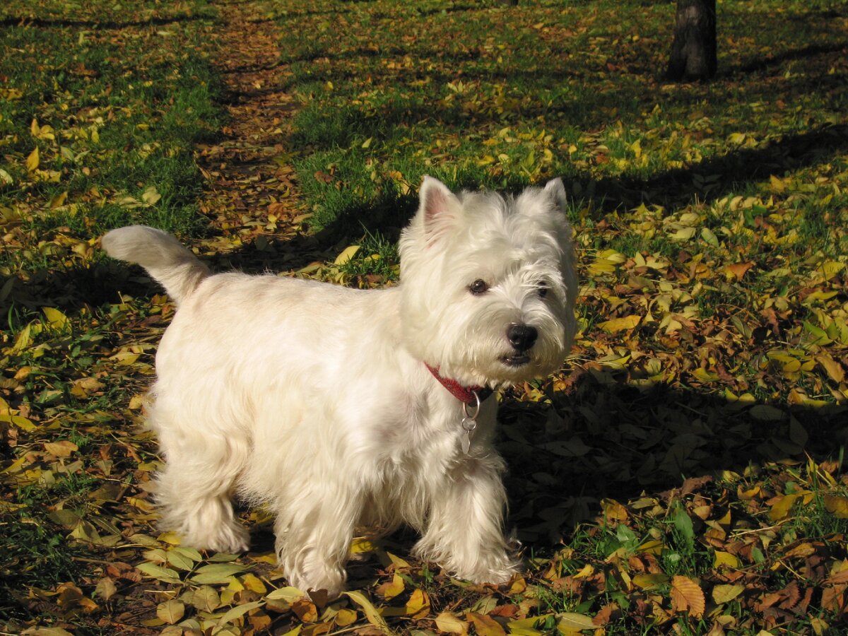 Вест-хайленд-вайт терьер