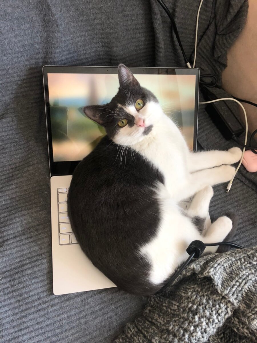 Кошечка Леонсия (теперь Марта), которая уехала из приюта домой 29 марта 2020 года:  в «домашнее счастье» Леонсии уже однажды вмешалась аллергия, и кошечка была вынуждена вернуться в приют. Однако сейчас у кошечки все хорошо: «Уже больше месяца Марта дома, полностью освоилась, чувствует себя замечательно! 
Постоянно ходит хвостиком, лежит рядом, мурчит как маленький трактор, когда гладишь ее))»