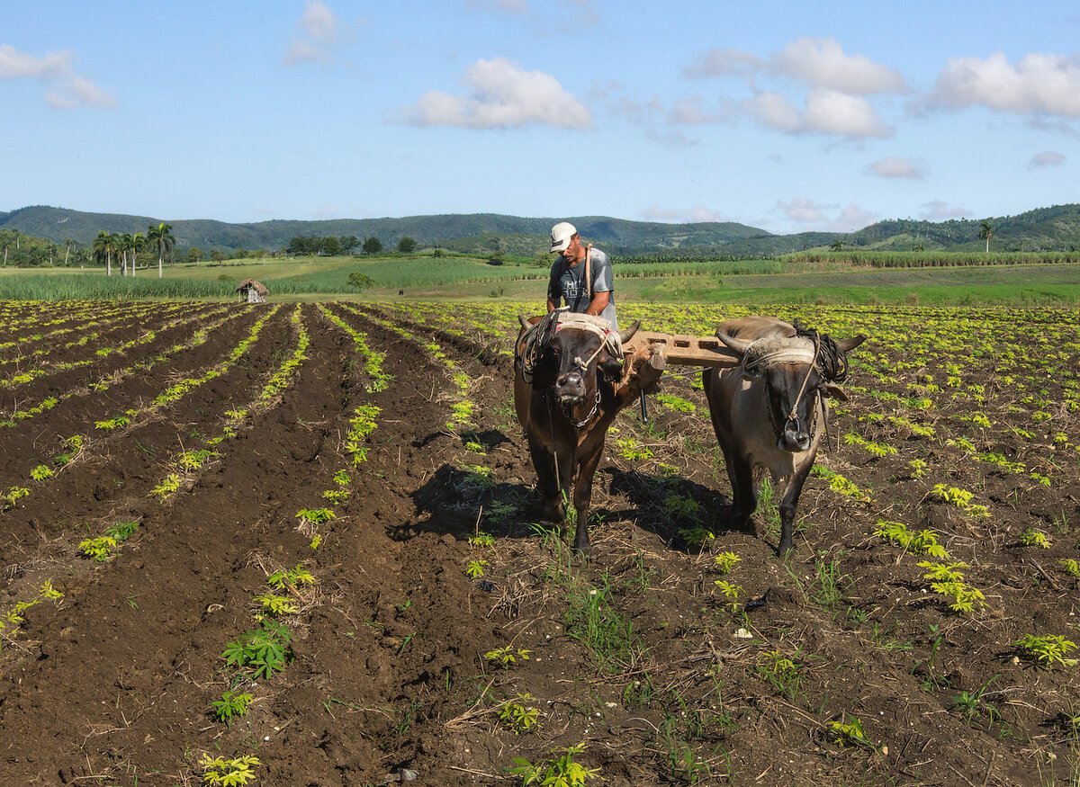 Земледельцы древней греции. Империя инков земледелие. Сбор урожая на коровах. Земледелец фото. Земледелец обрабатывает землю с помощью.