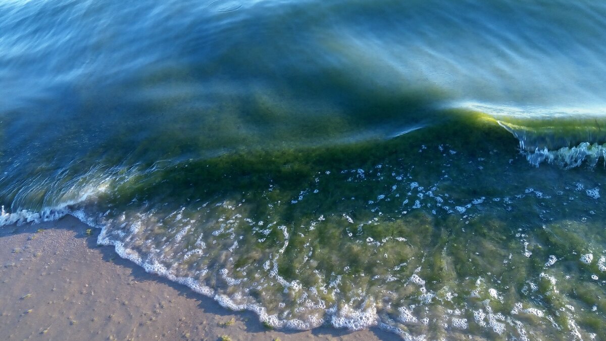 Листайте фото, тут много вариантов моря с водорослями