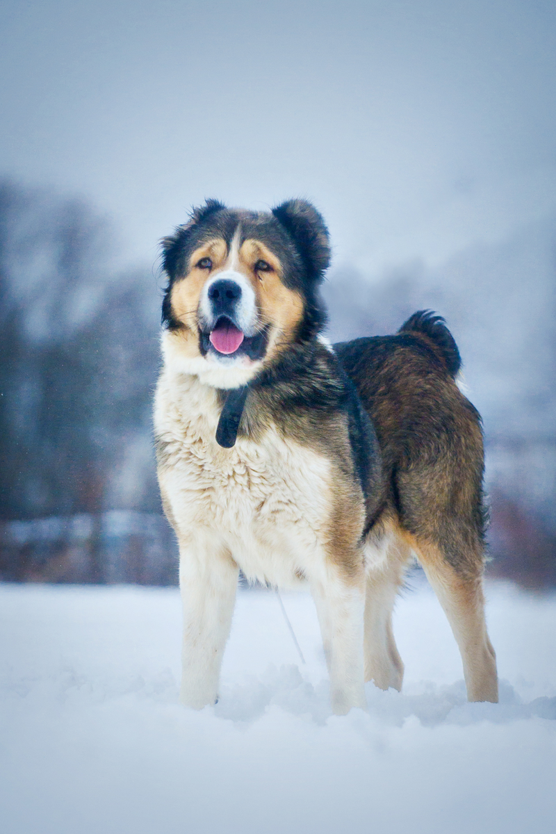 Гена у нас в приюте