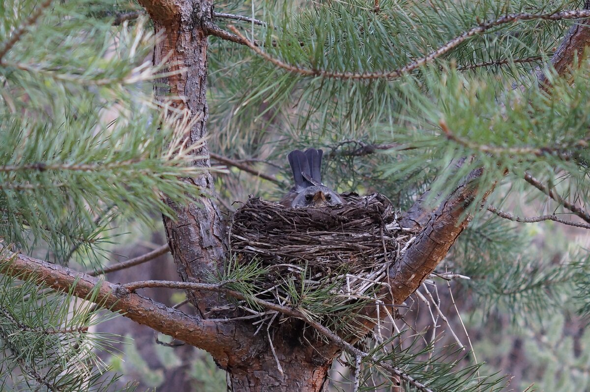 На пути к горам, встретил птицу
