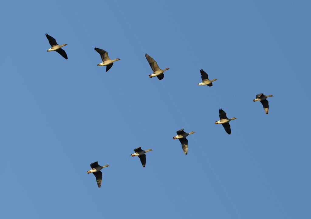 V-образная форма гусиного косяка 