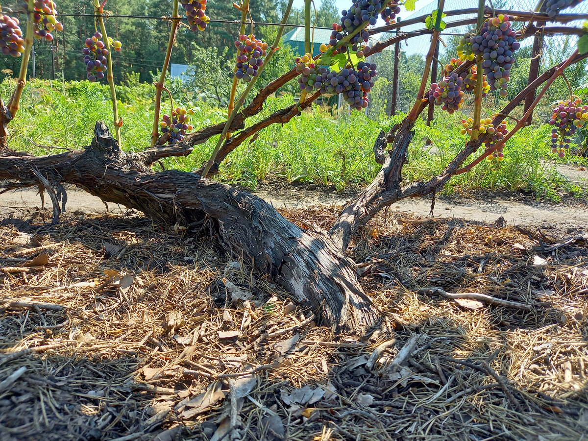 фото автора канала "Виноградник"