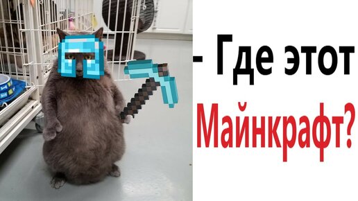 Лютые приколы. МАЙНКРАФТ ЛЮБИТ КОТ!!! Тест на психику! Засмеялся проиграл! – Domi Show!