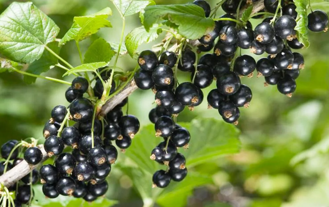 источник фото eda-land.ru