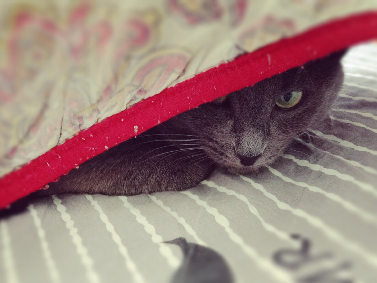 Кошка прячется под одеяло. Норма или причина для беспокойства? | Кошка.ru |  Дзен