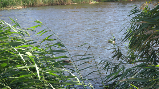 Водоплавающие птицы и природа озера Карасун в городе Краснодаре