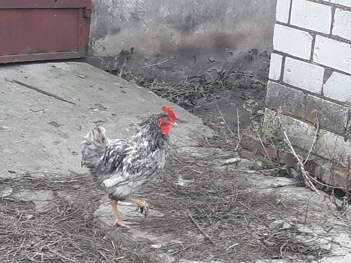 Петуху, конечно, положено кукарекать. Мой в этом деле прям Карузо птичьего мира. Но это не значит, что я тоже должна петь такие песни