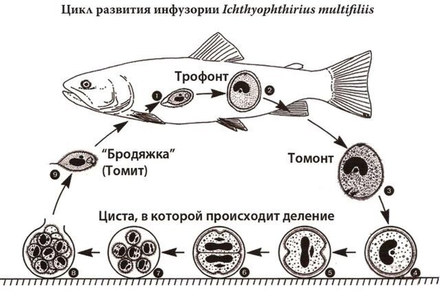 Белые пятна на рыбках (меченосец, данио)