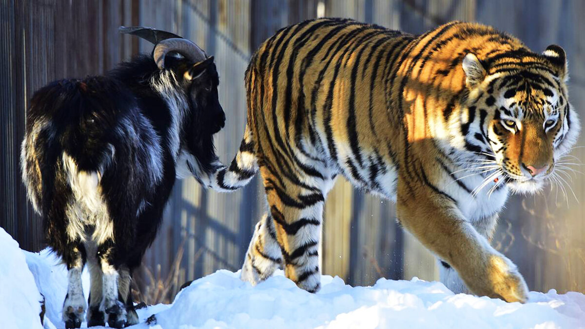 Источник: tass.ru