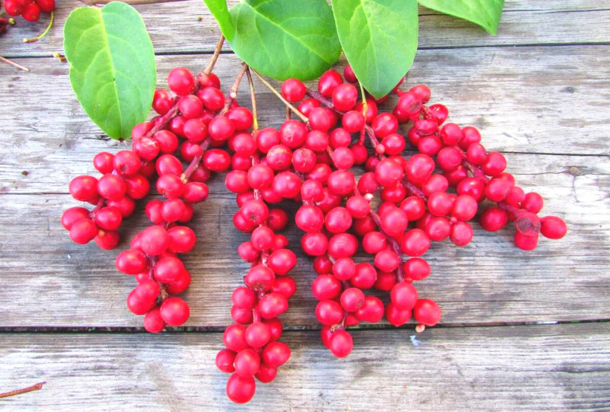 Очень хочется вырастить вот такой, красивый и обильный гроздьями лимонник китайский