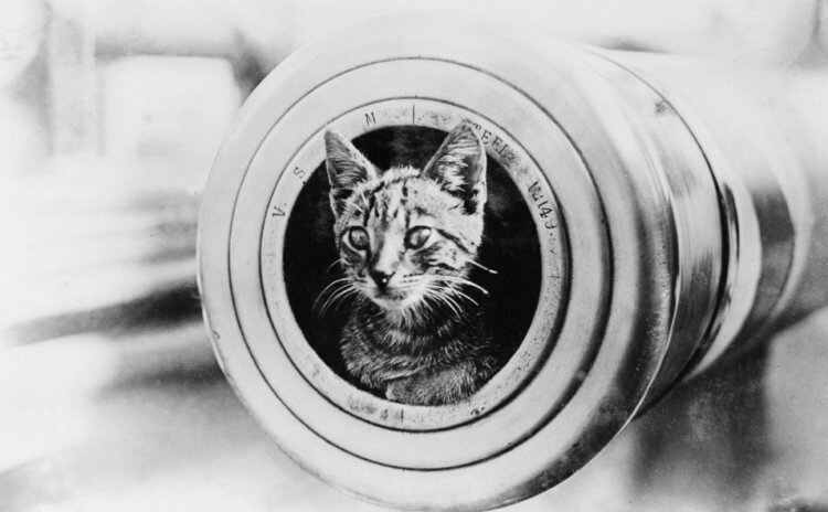 На «Титанике» была кошка по кличке Дженни, но на фото — совершенно другая кошка
