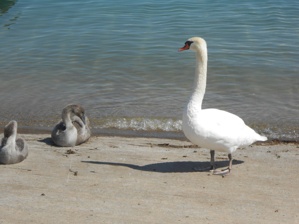 Не подходите слишком близко! Я ведь мама. а не киска!