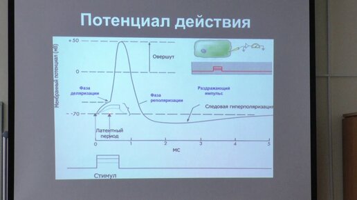 Ловать М. Л. - Физиология человека и животных. Часть 1 - Лекция 2