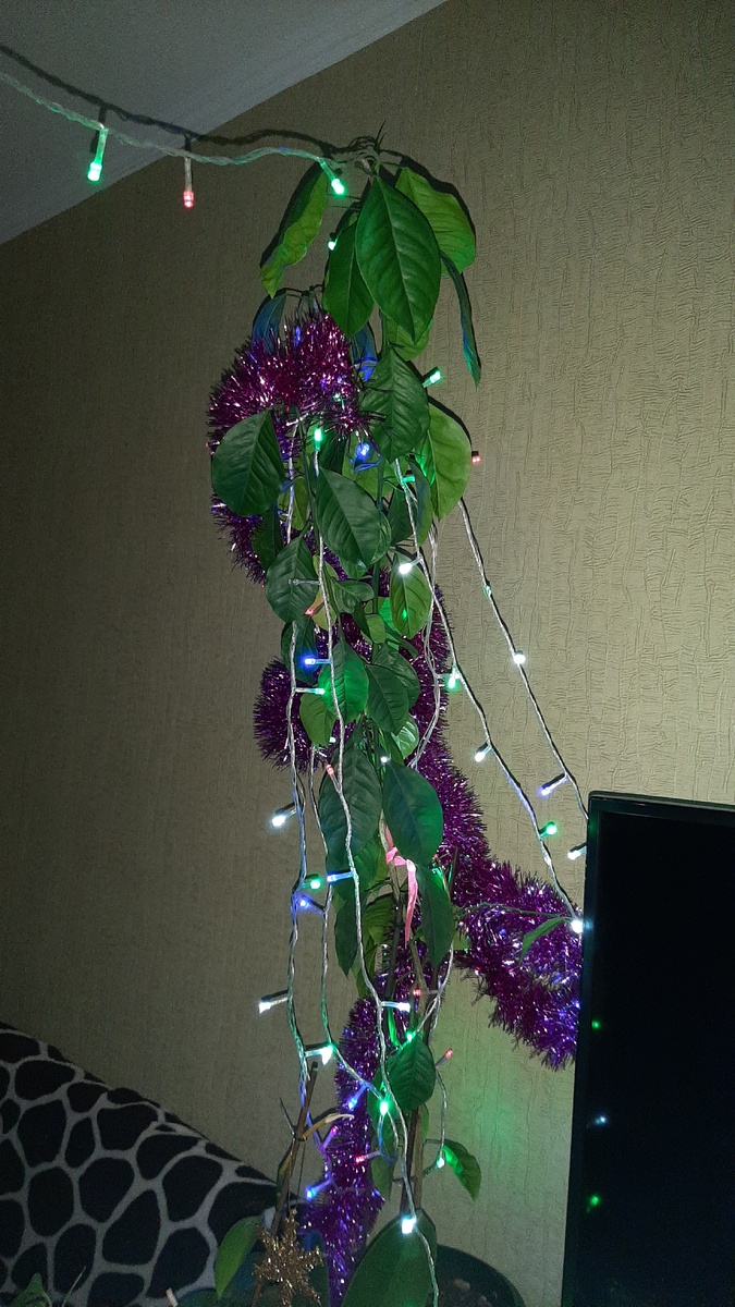 Елочка-лимон, вырос из косточки, рос 9 лет.