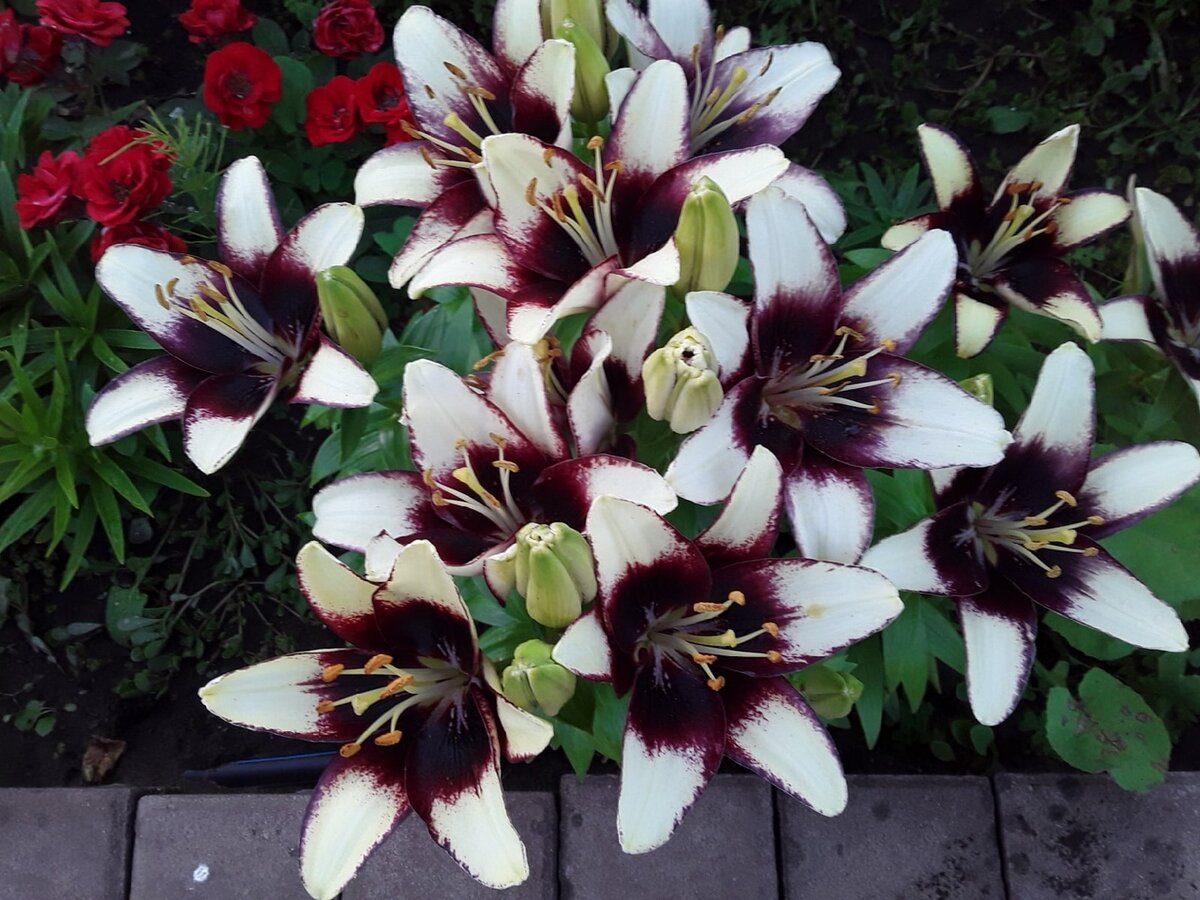 Лилия азиатская низкорослая, сорт Curitiba