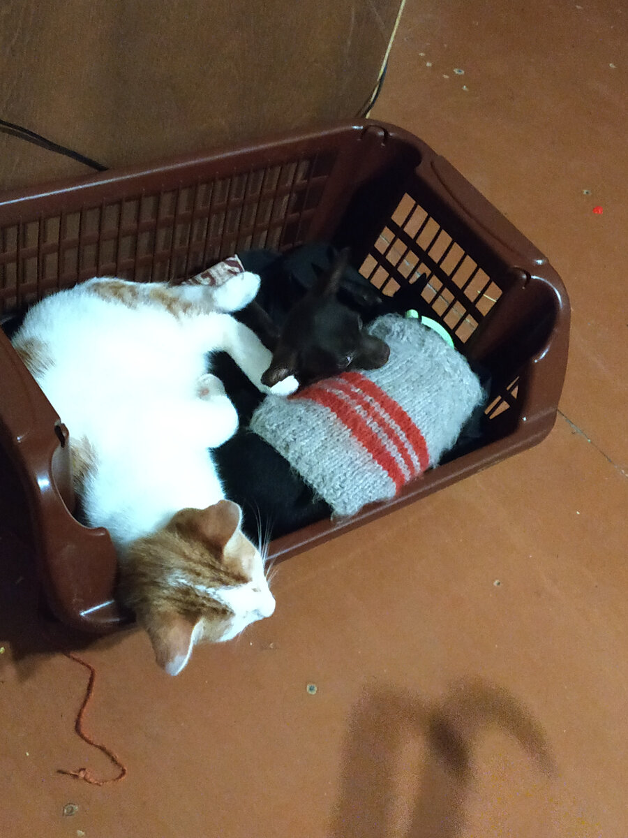 Фрося в любимом домашнем свитере, Сима и котенок Изюм. Нашкодились и спать завалились.