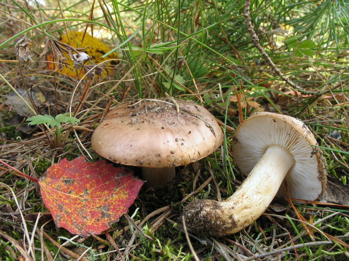 Гриб рядовка жареная. Tricholoma populinum гриб. Tricholoma populinum гриб съедобный или нет.