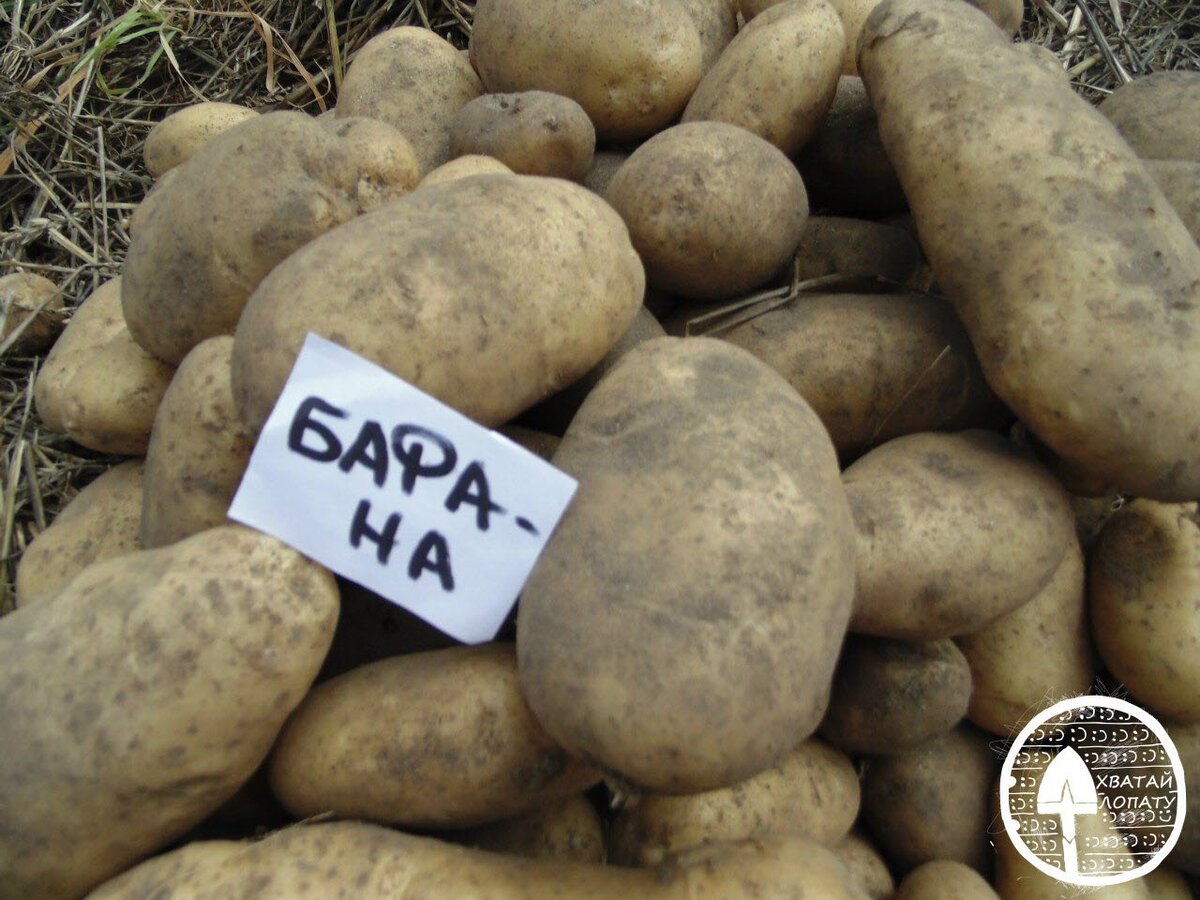 Купить картофель в ленинградской области. Сорт картофеля Лорх. Сорт Бафана Бафана картофеля. Сорт картофеля Манифест.