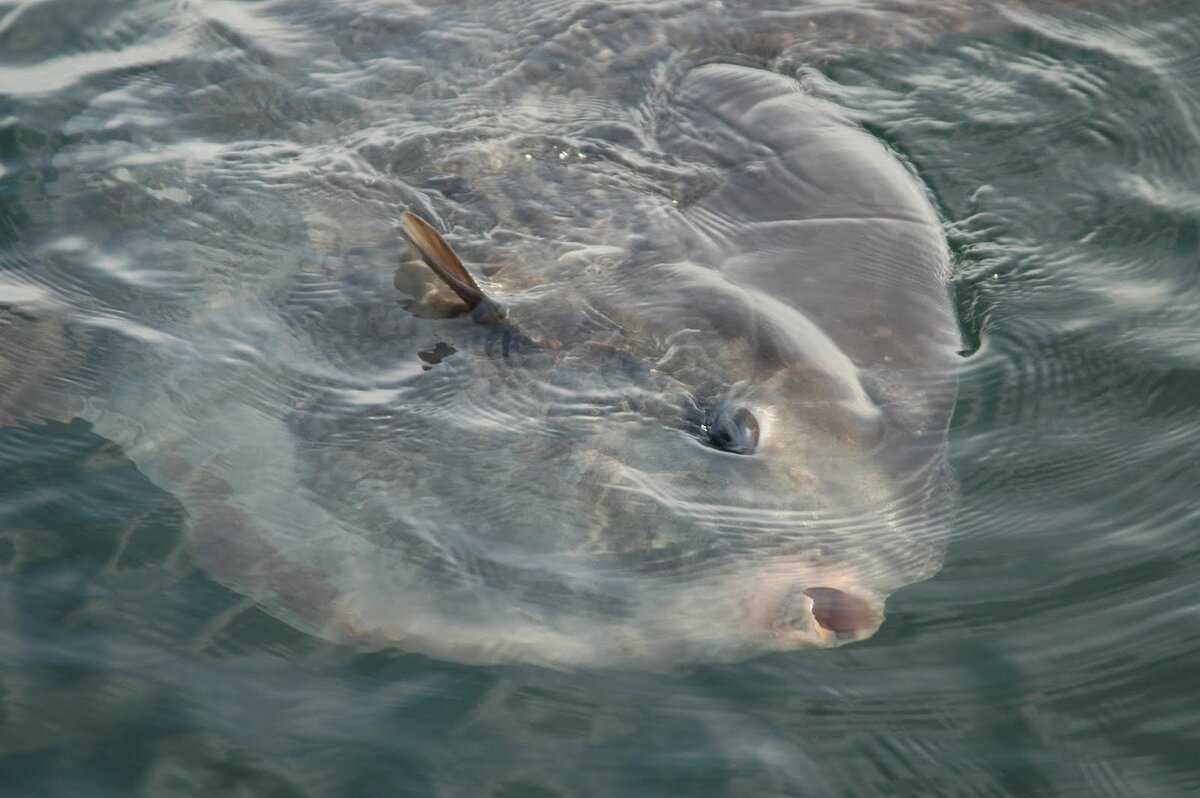 Вертикальное расположение в толще воды.
