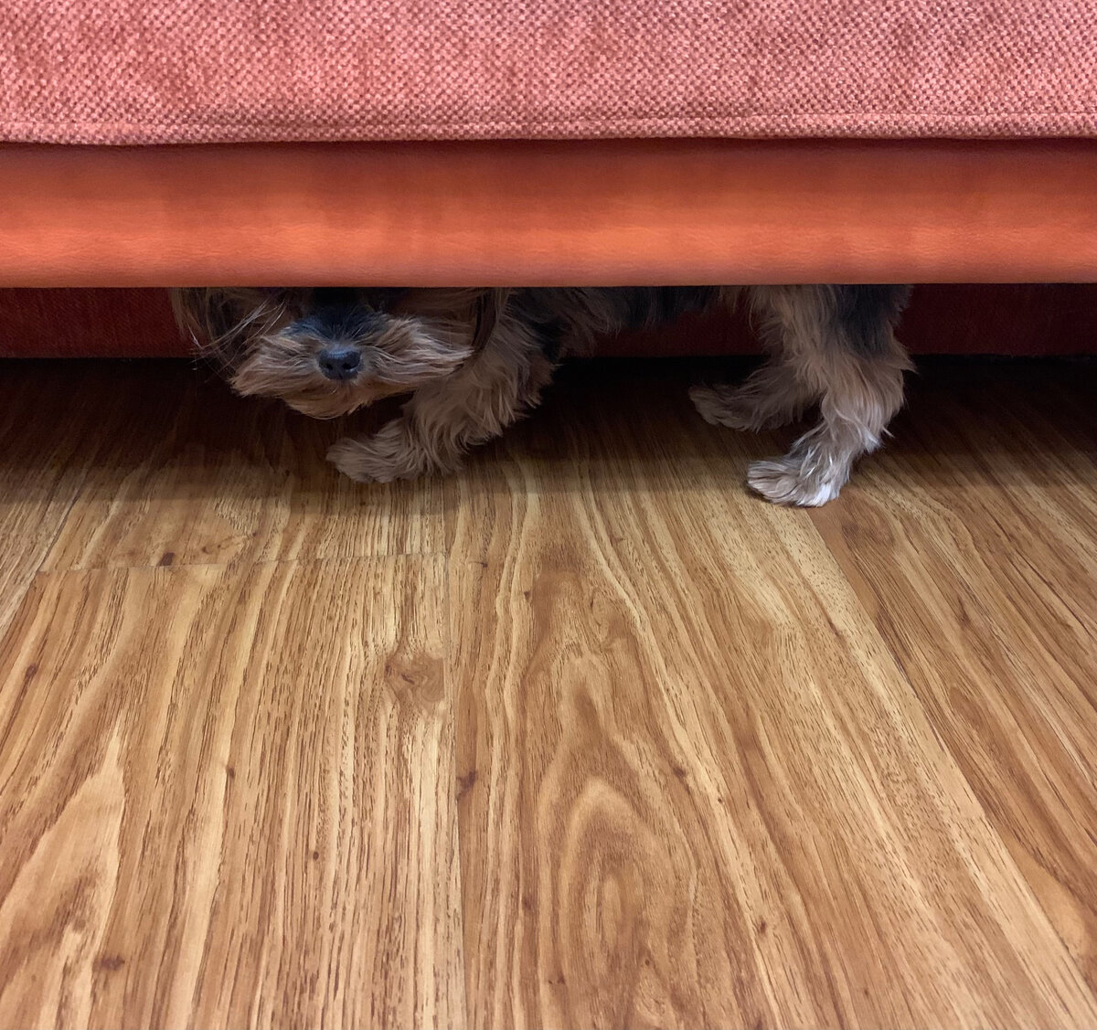 Ника вот гулять не хочет. Терпеливо ждем, когда сама вылезет 😊