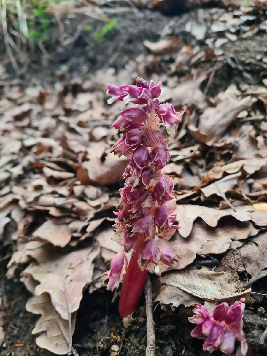Петров крест чешуйчатый